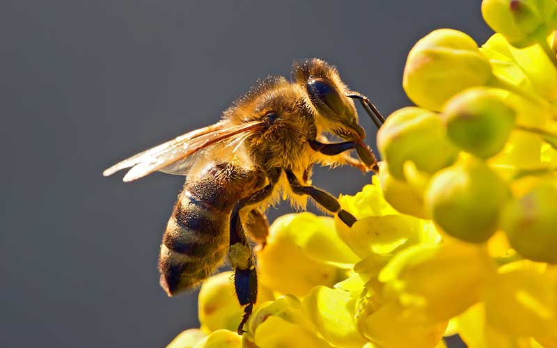 La abeja: el ser vivo más importante del planeta