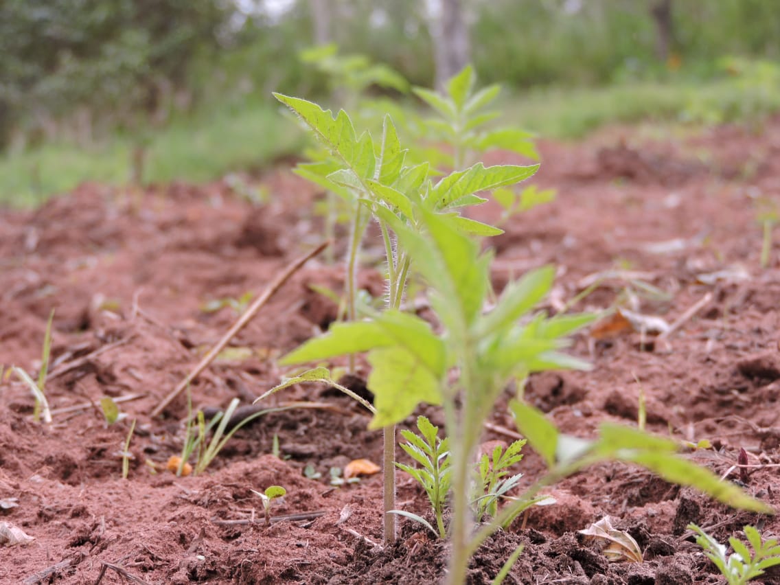 Agricultura ecológica